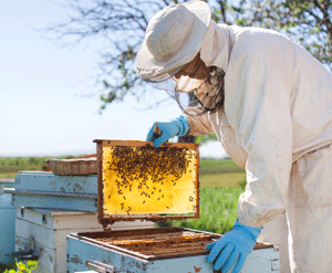 Kerplouz recrute pour son certificat de spécialisation apiculture