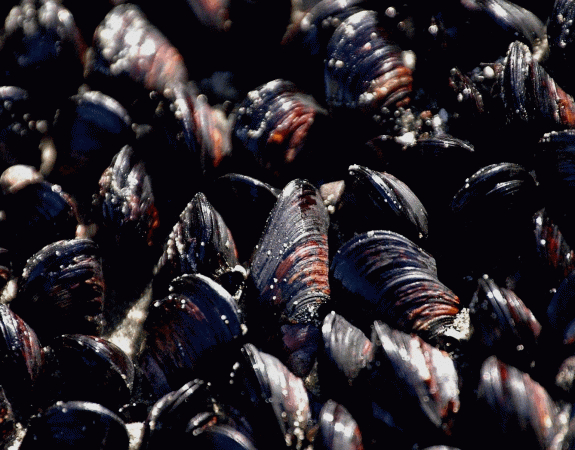 Mytiliculture. A Pénestin, une usine pour valoriser les moules trop petites